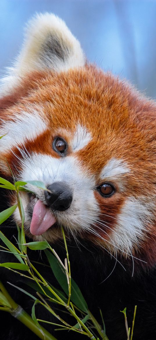 red panda, tongue protruding, cute, funny, animal, bamboo