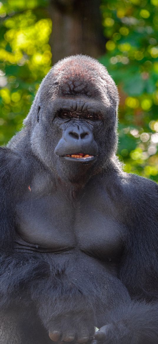 gorilla, black, primate, glance, animal