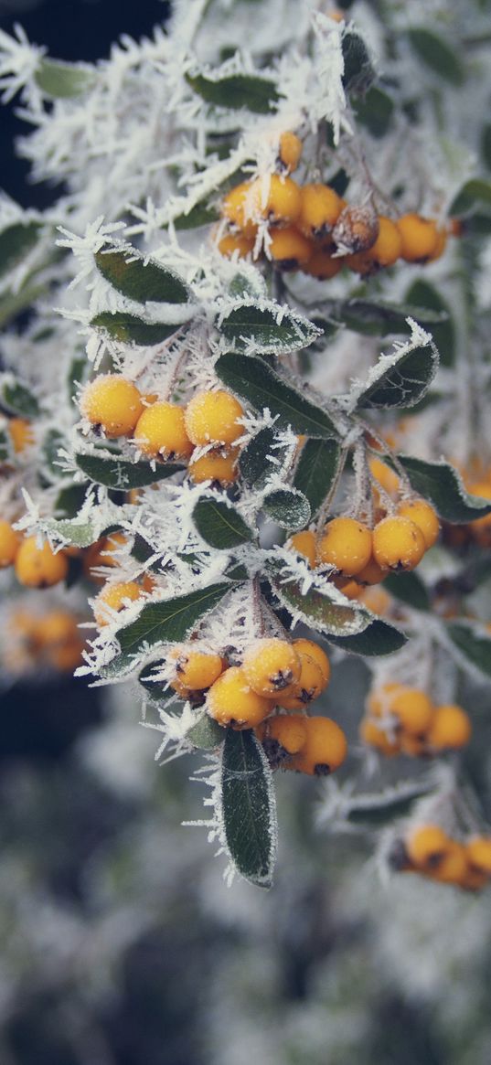 berries, yellow, hoarfrost, frost, macro