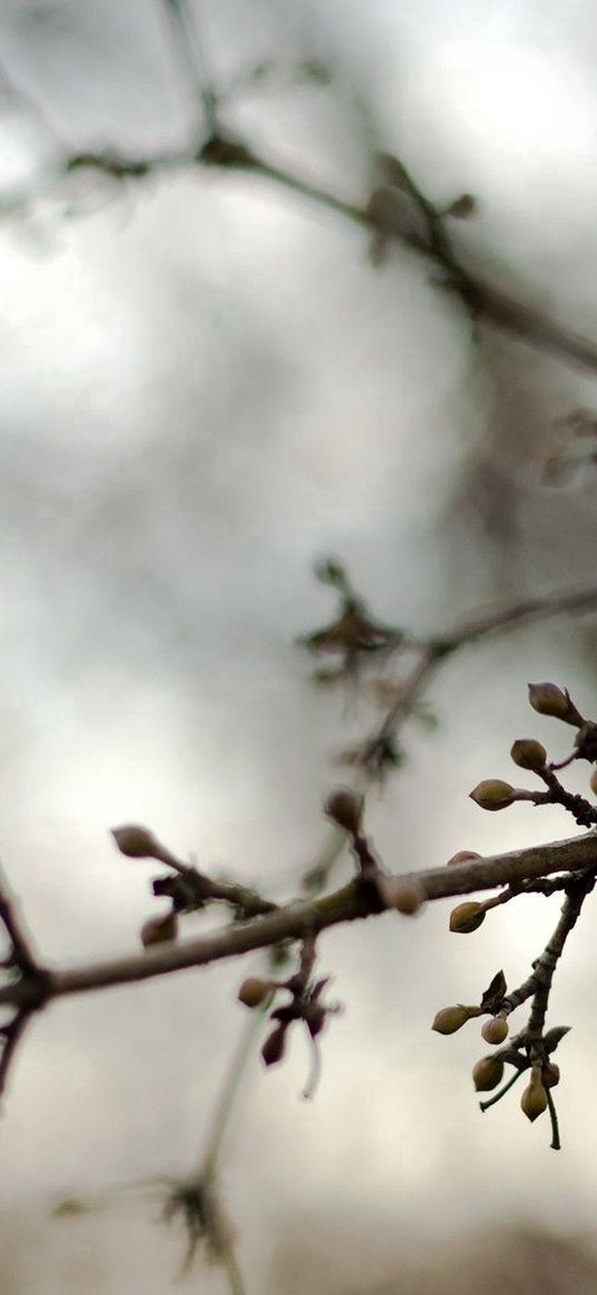 branches, kidneys, spring