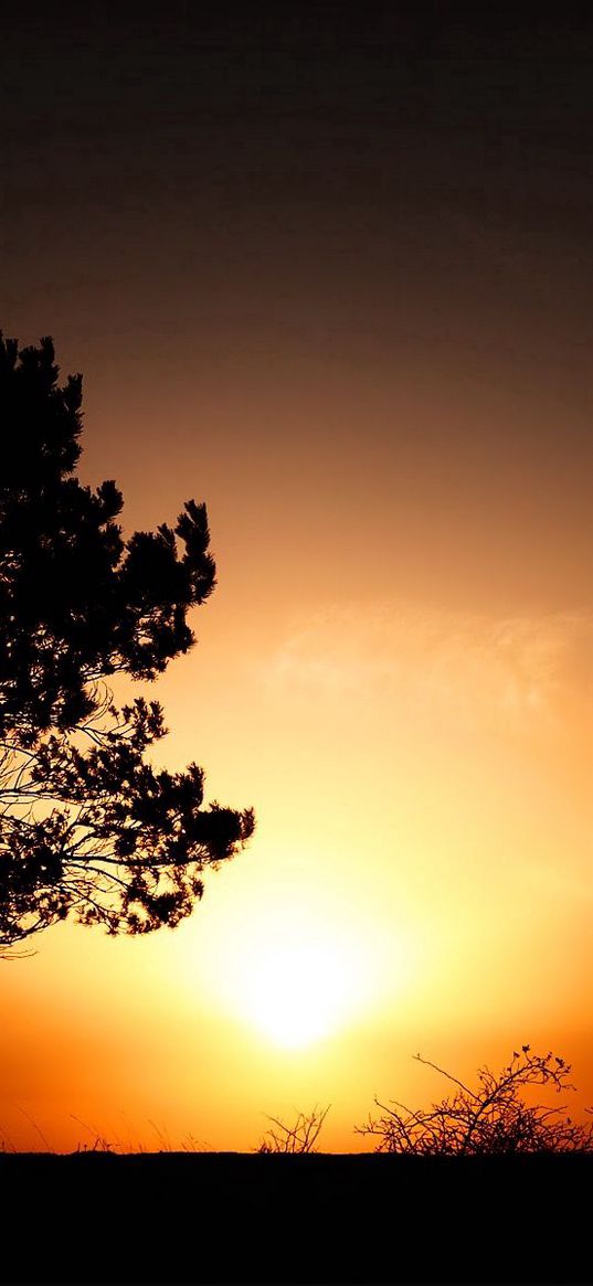 horizon, tree, bushes, decline, evening, sun