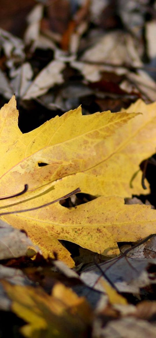 sheet, autumn, maple, bright, yellow