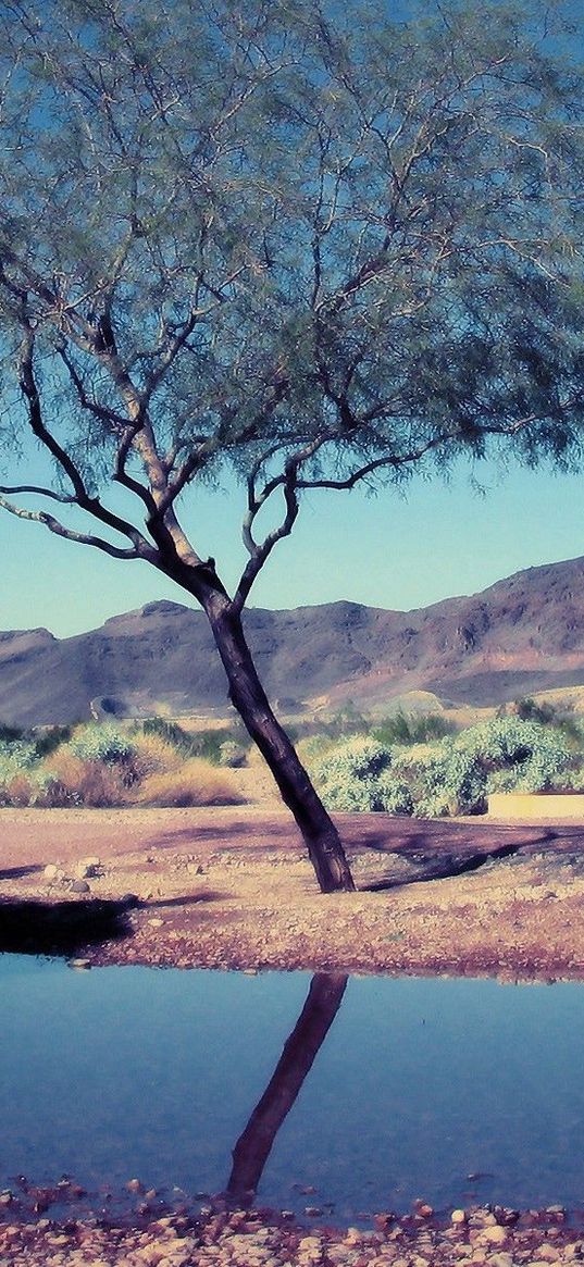 tree, bush, pool, reflection, mountains