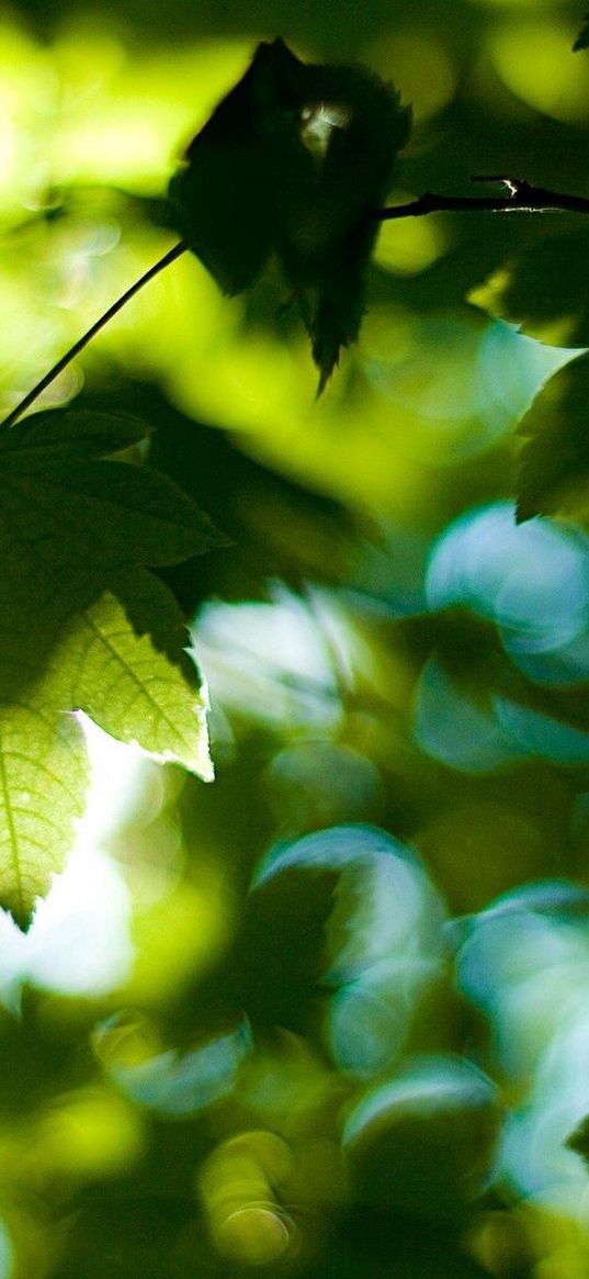 leaves, tree, branches, maple, green, light