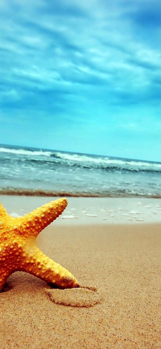 starfish, coast, beach, sand