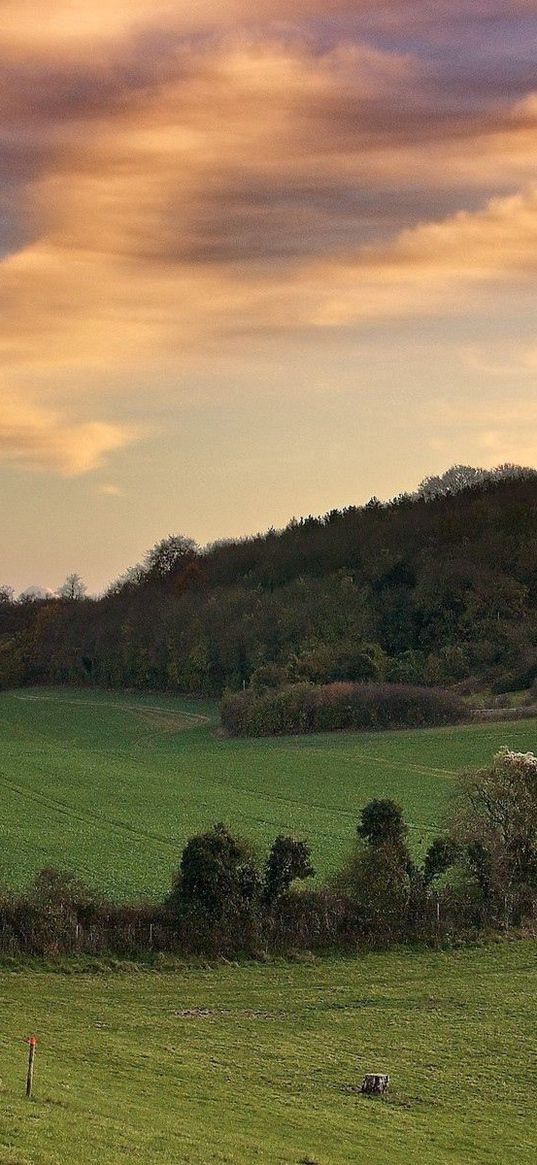 fields, trees, strip, greens