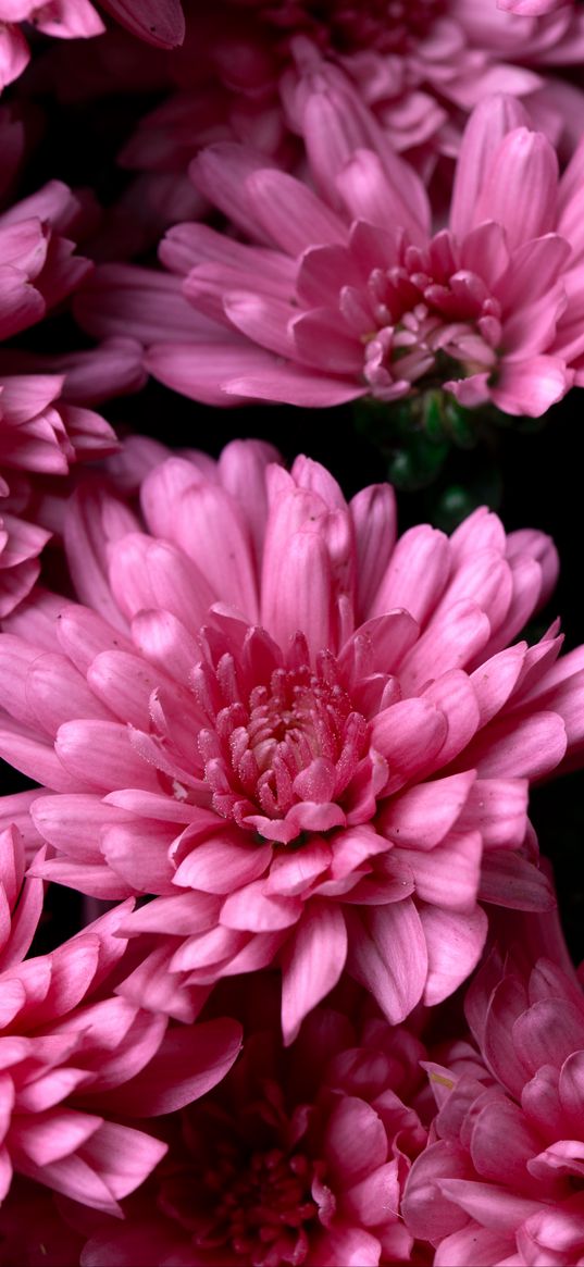 chrysanthemums, pink, flowers, wet, dew