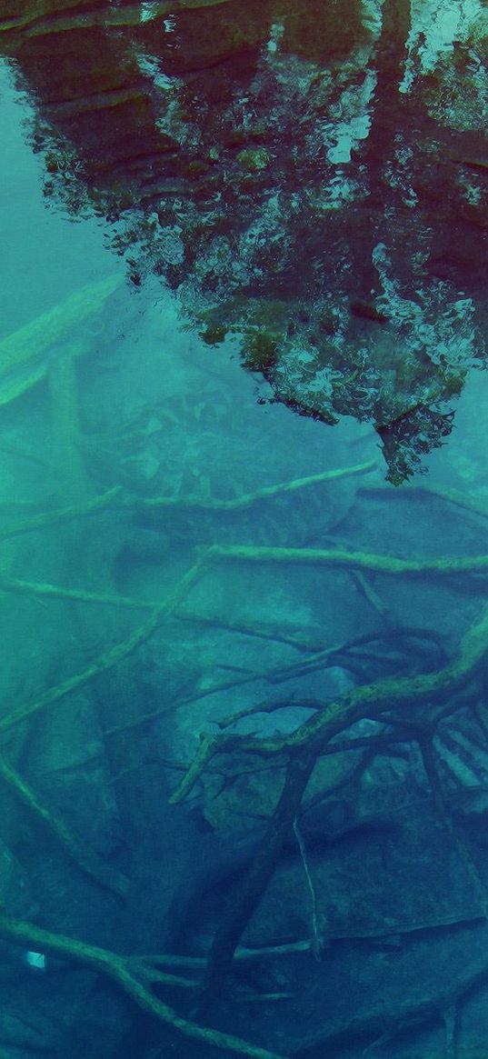 bottom, branches, water, transparent, turtle