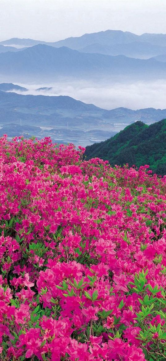 flowers, mountains, pink, slope