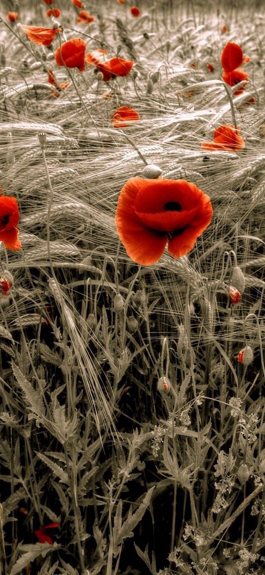 poppies, field, red, ears, flowers