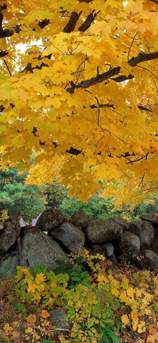 autumn, trees, stones, maple