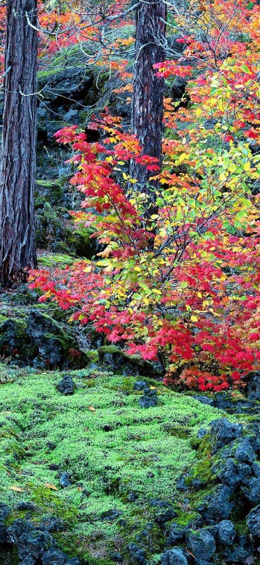 autumn, trees, leaves, moss, stones