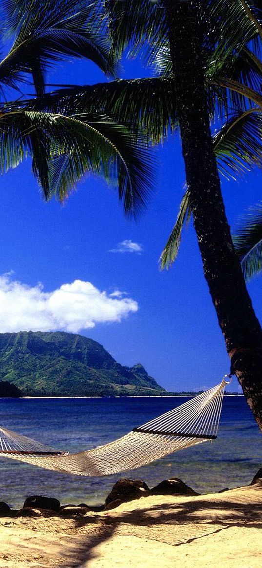 hammock, palm trees, coast, beach