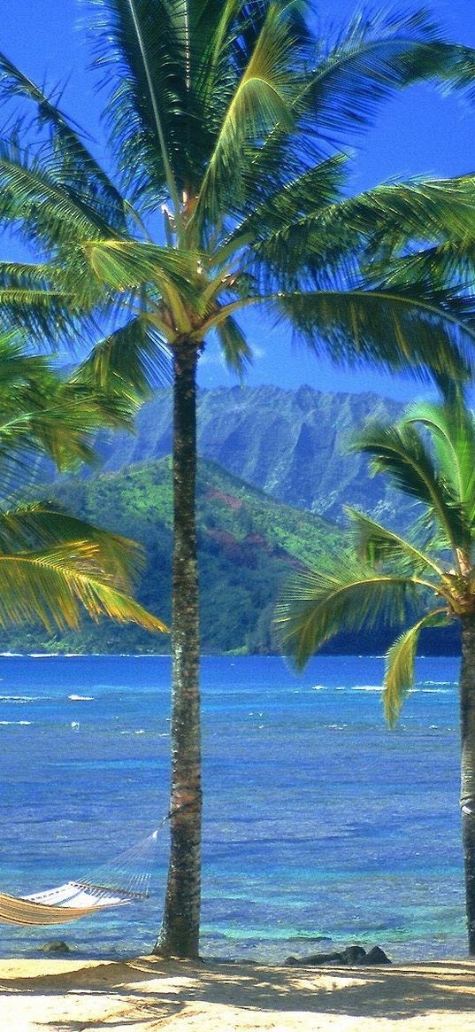 hammock, palm trees, coast, beach, sea