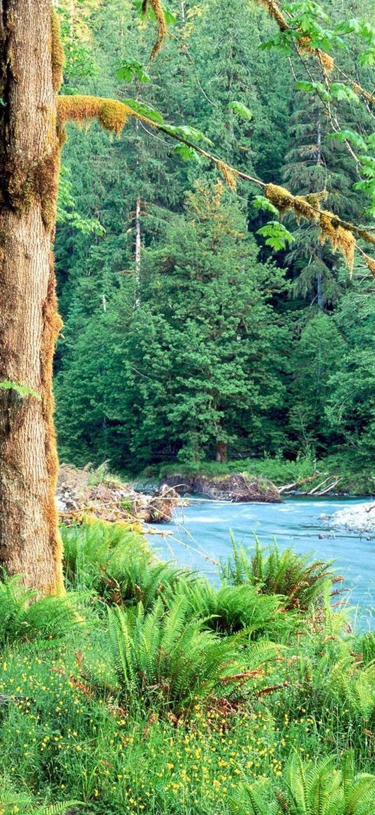 trees, river, fern, green