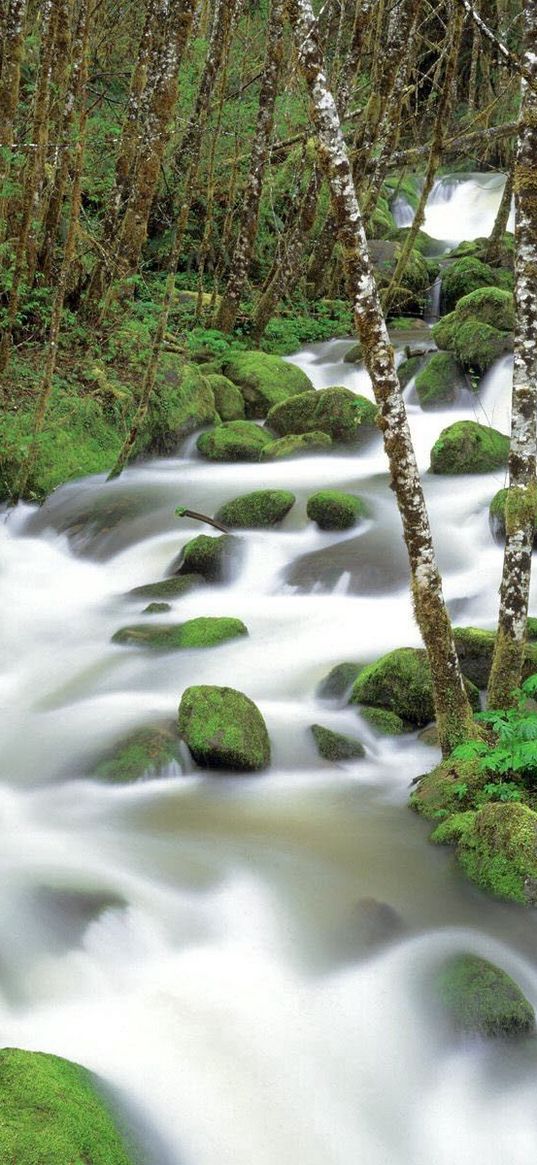 mountain river, stones, moss, birch