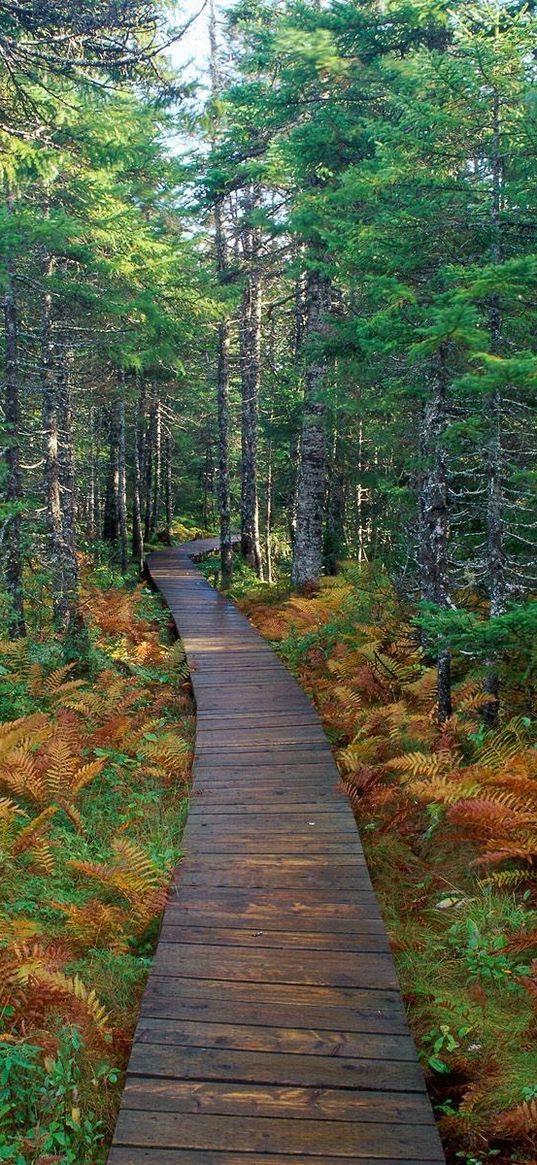 path, wood, trees, fern