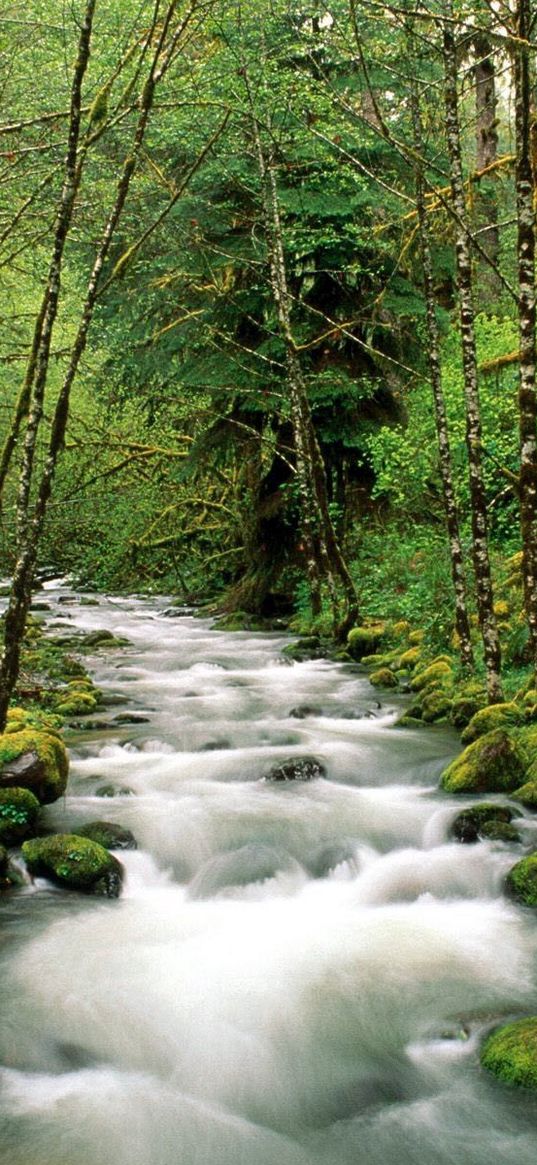 mountain river, trees, wood, green, white, stream