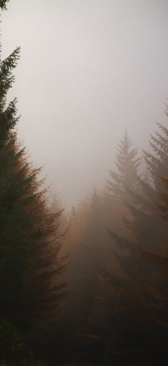 forest, conifer, fog, trees, autumn