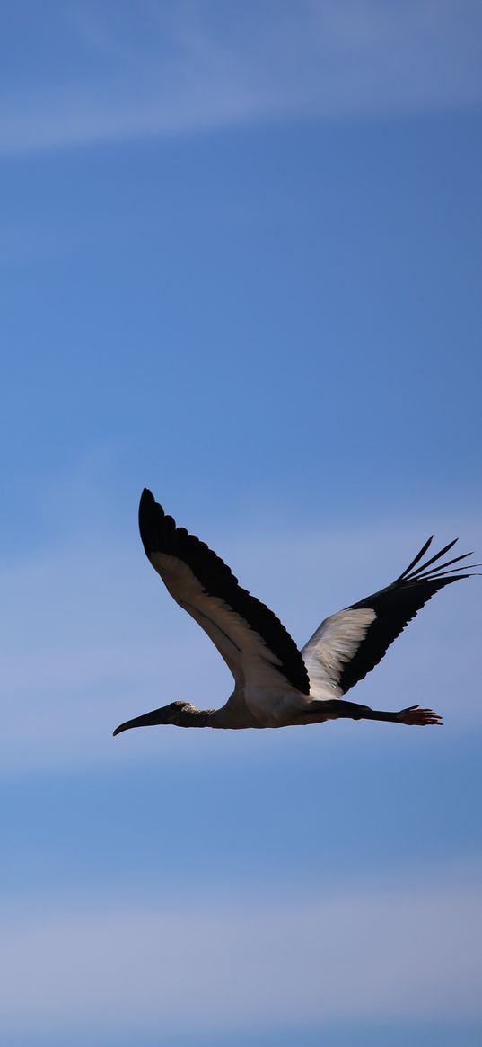 stork, bird, sky, flight