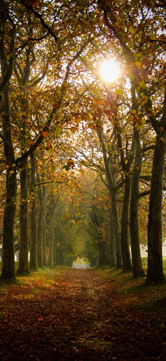 path, trees, autumn, alley, nature