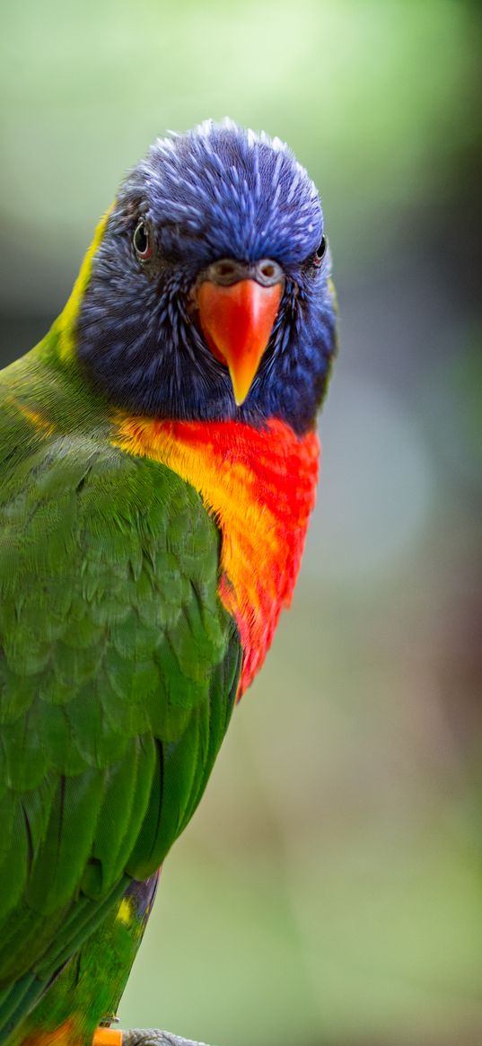 lorikeet, parrot, bird, colorful, bright