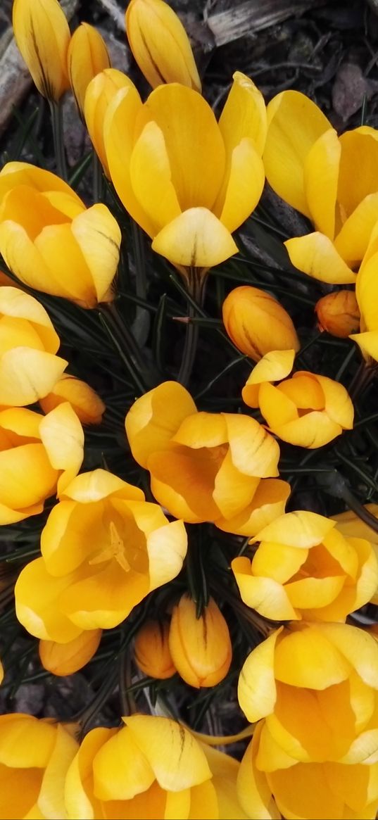 crocuses, yellow, flowers, spring