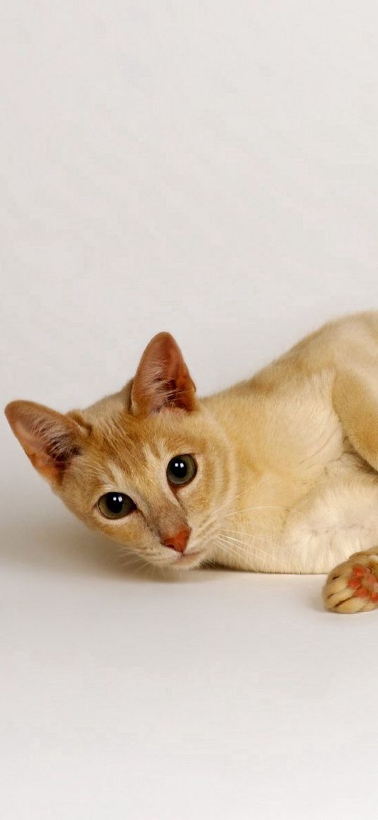 cat, lying, red, light