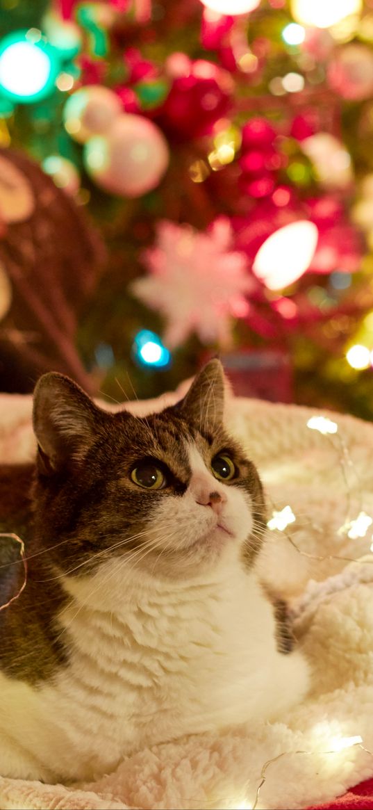 cat, garlands, new year, tree, pet