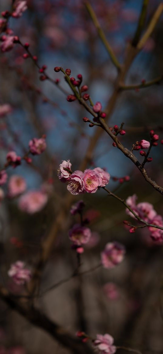 sakura, flowers, macro, pink, branches