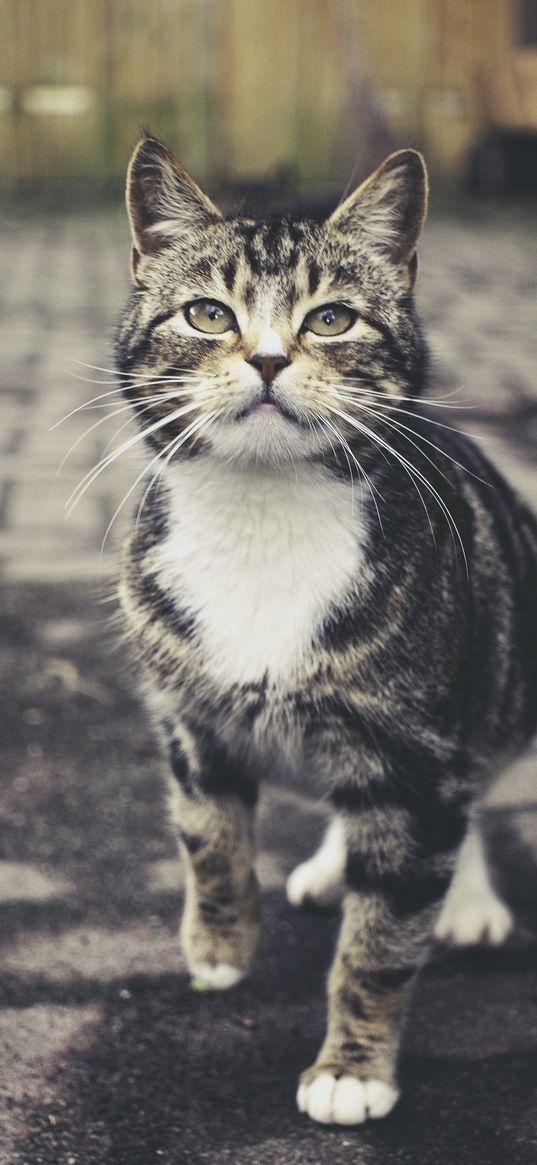 cat, striped, cute, pet, glance