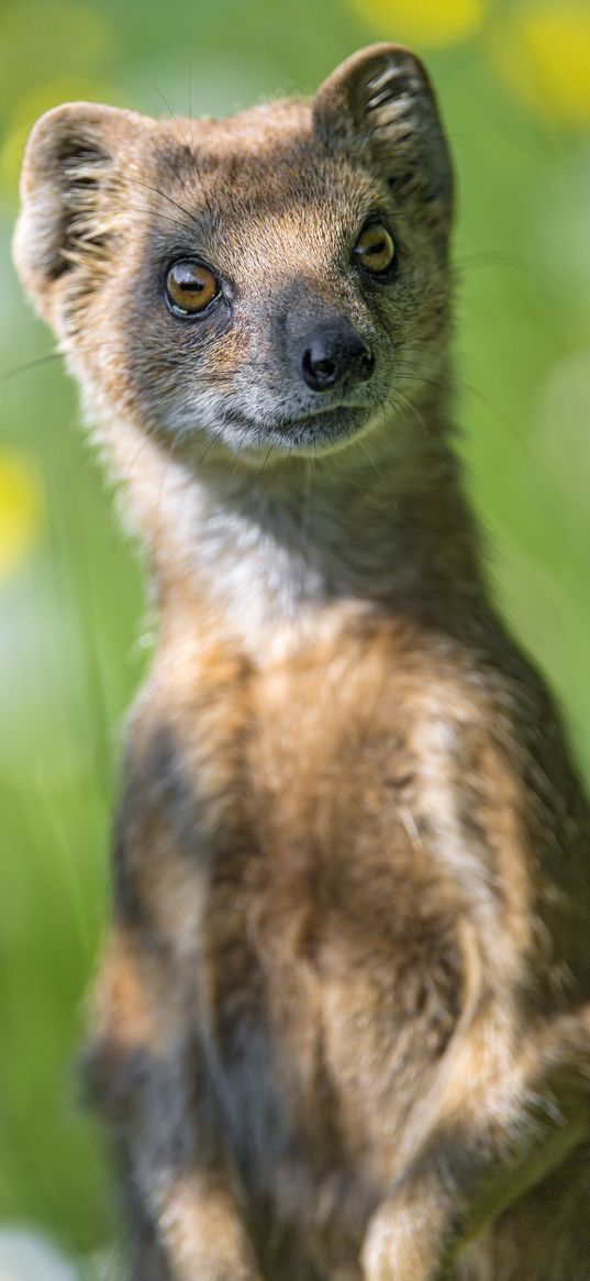 mongoose, animal, brown, wildlife