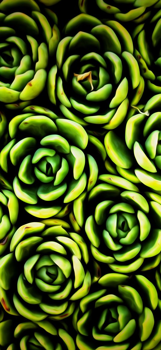 plants, succulent, green, texture, closeup