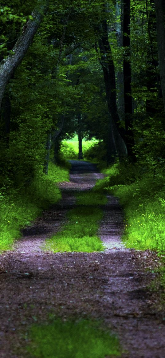 forest, pathway, trees, vegetation, nature