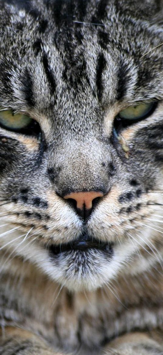 cat, face, nose, mouth, gray