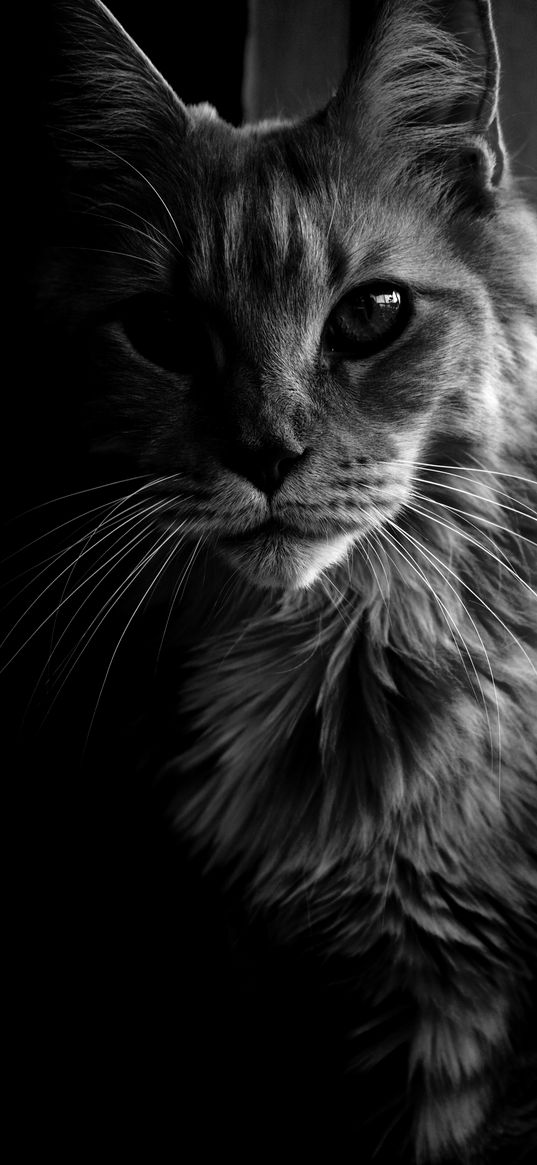 maine coon, cat, bw, fluffy, pet