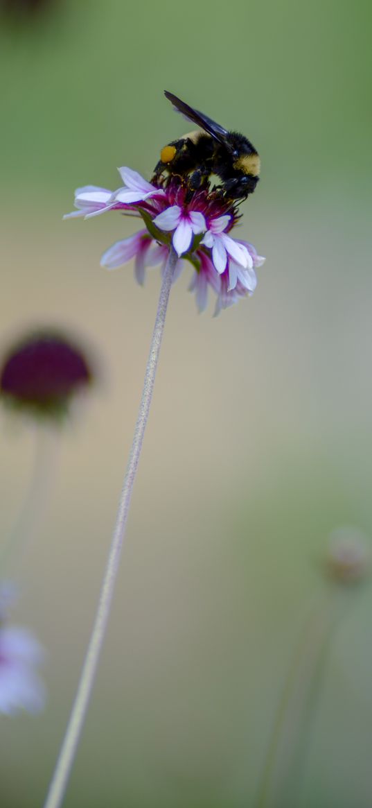 flower, bumblebee, insect, macro