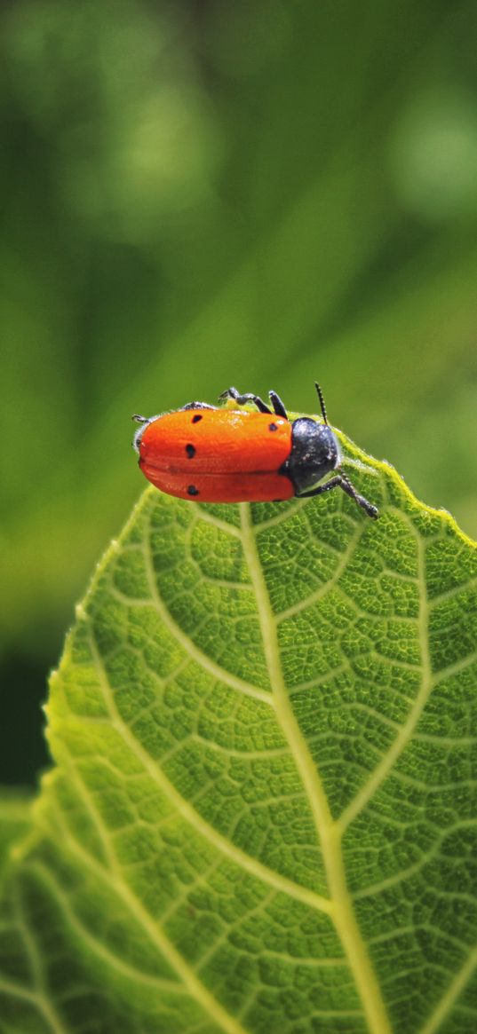 bug, leaf, macro, insect, red