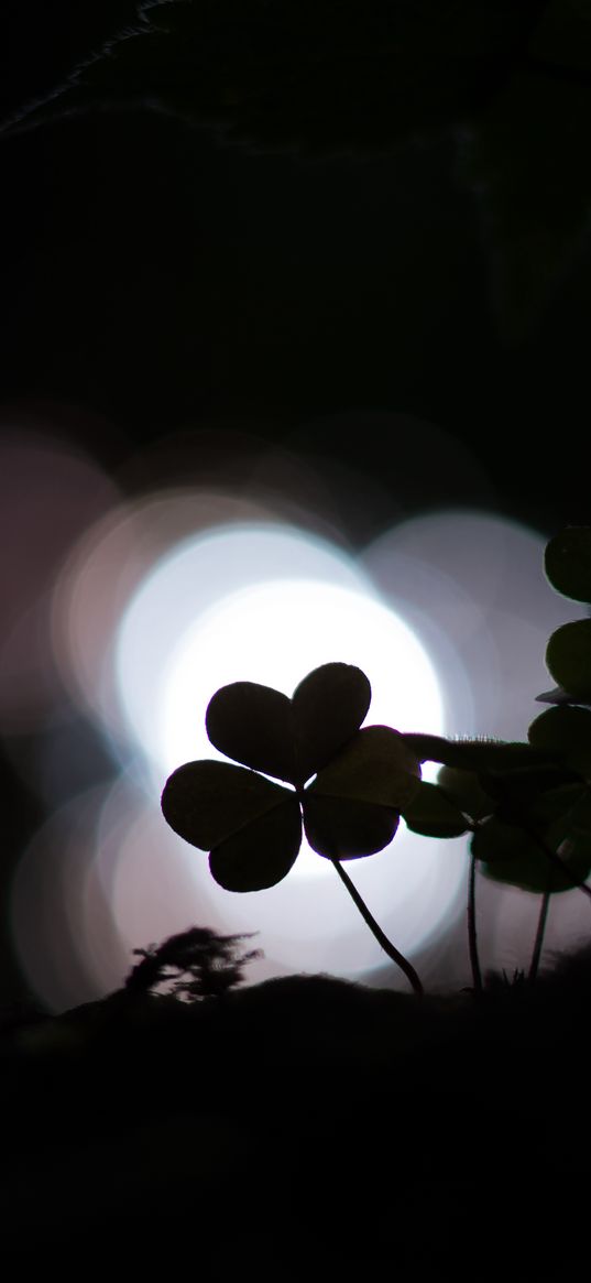 clover, shamrock, dark, plant, macro