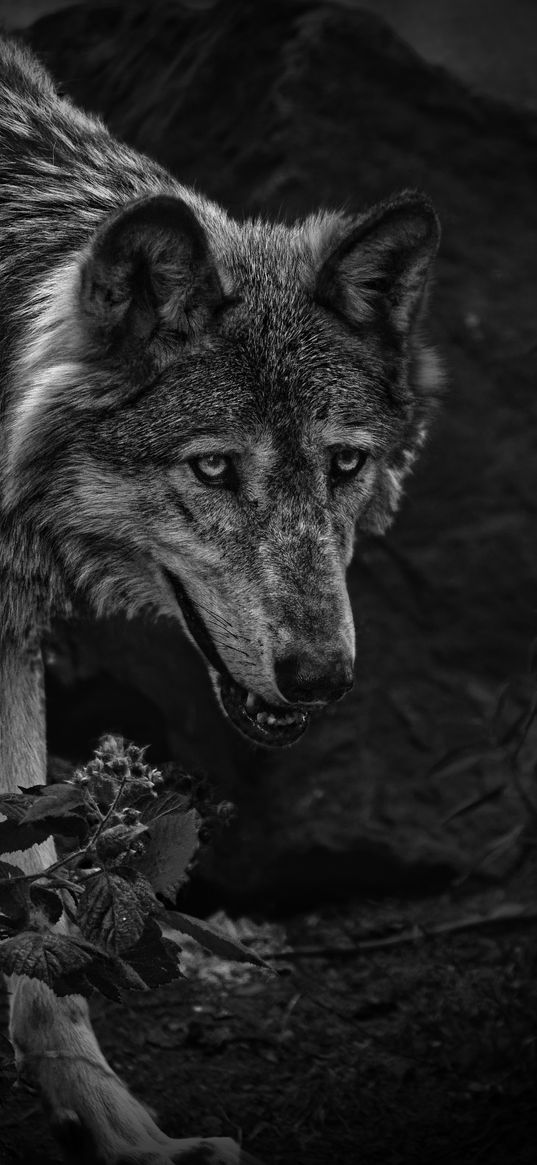 wolf, predator, bw, beast, wildlife