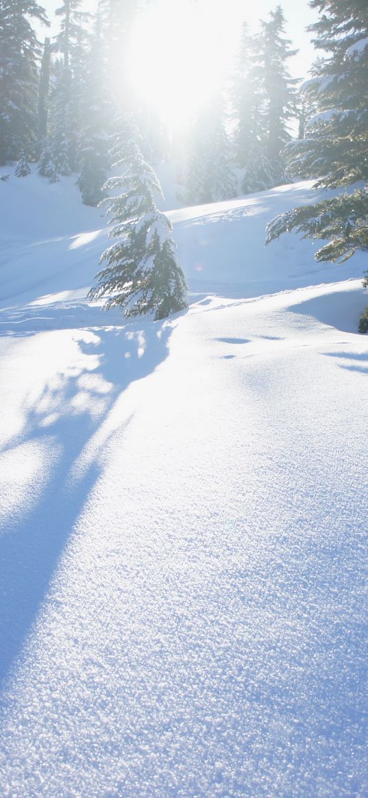 snow, trees, sunlight, snowdrifts, winter