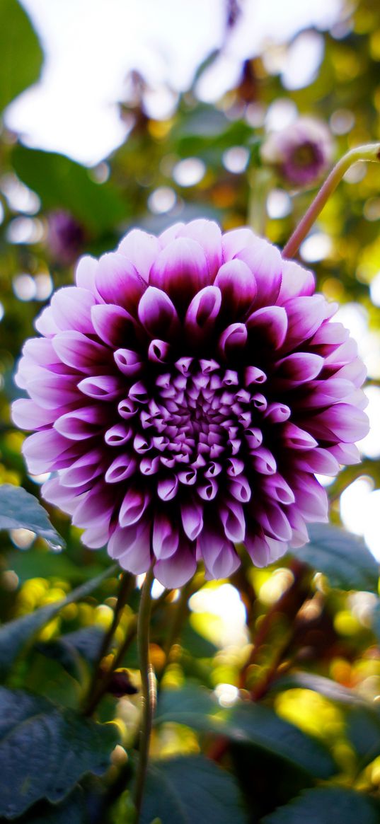 dahlia, flower, purple, bloom