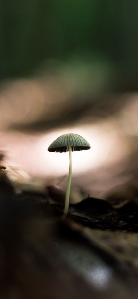 mushroom, macro, close-up, leaves, ground