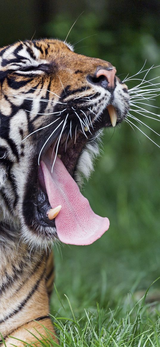 tiger, yawn, protruding tongue, big cat, predator