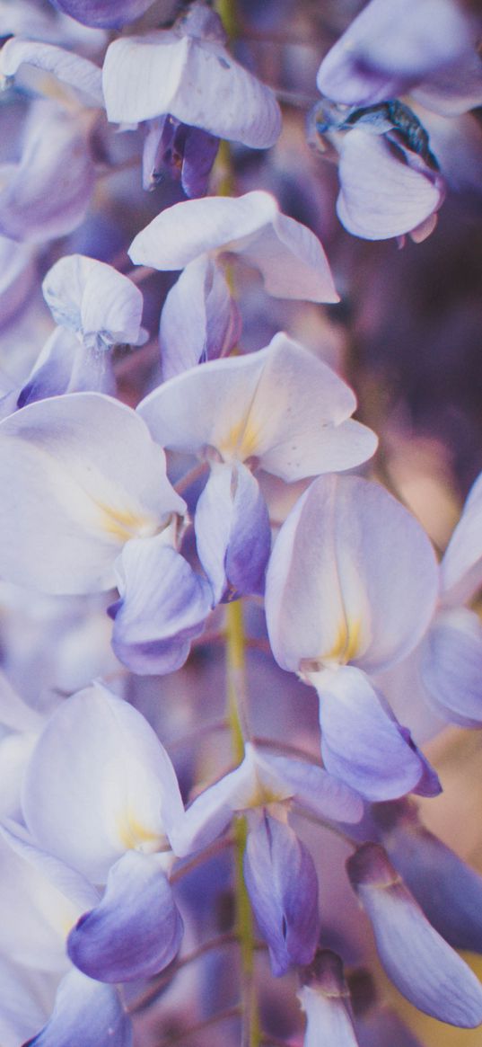 wisteria, flowers, purple, closeup