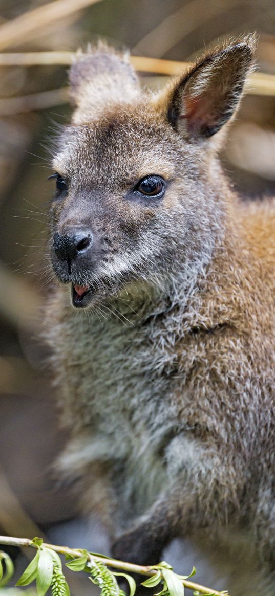 kangaroo, cub, small, cute, animal