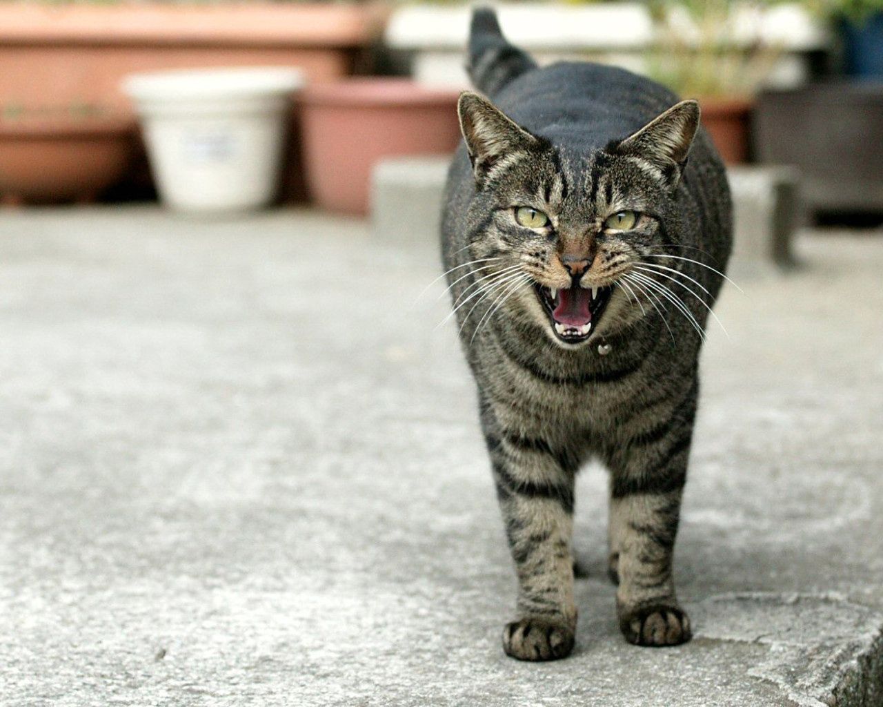 cat, black, striped, mouth, teeth, meow