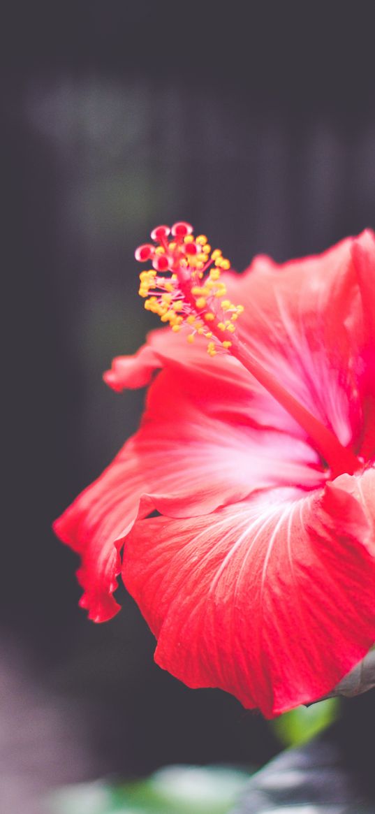 hibiscus, flower, red, closeup