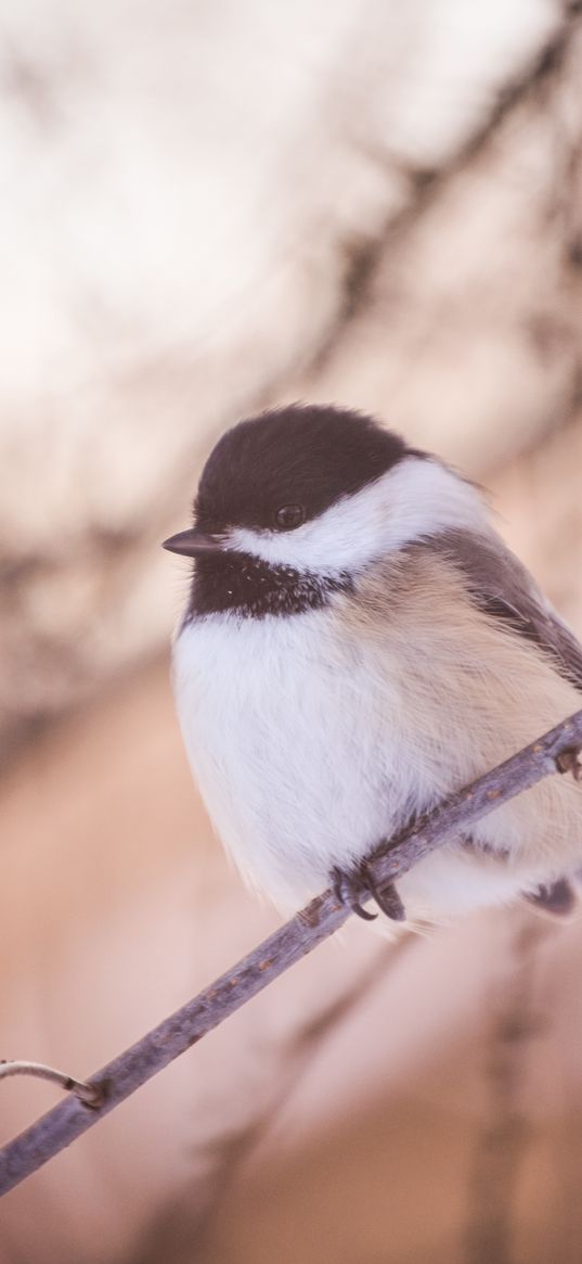 chickadee, bird, branch