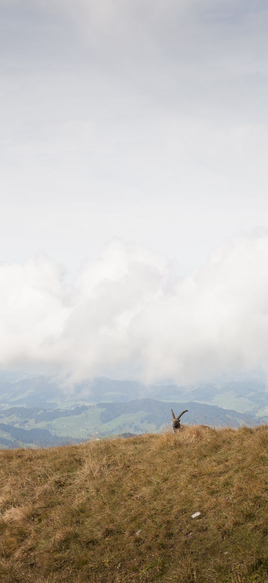 mountains, fog, animal, goat, wildlife